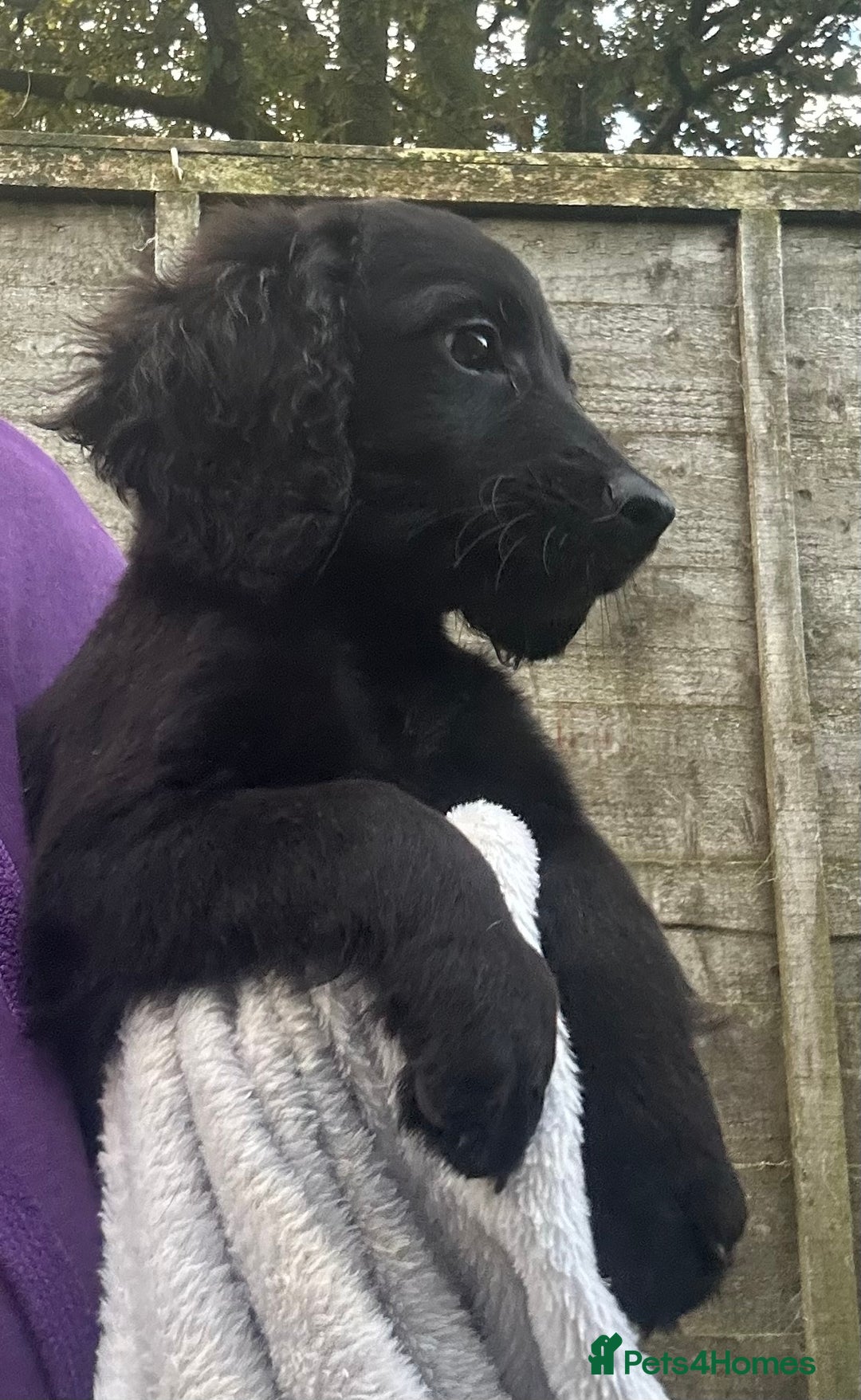 Cockapoo dogs for sale: F2B Cockapoo Puppies - Image 16
