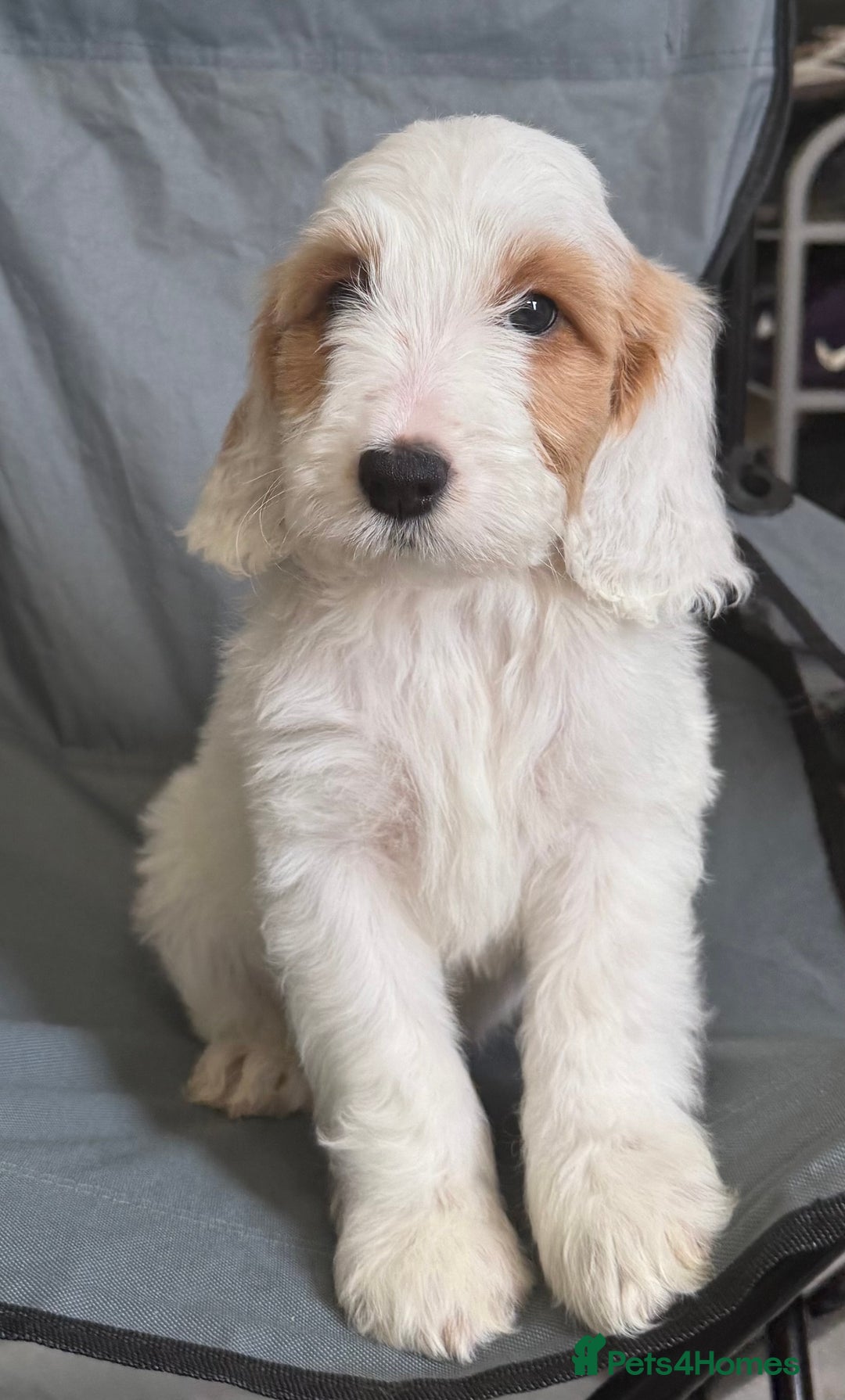 Cockapoo dogs for sale: F2 cockapoo puppies 🐶 ❤️ - Image 30