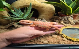 Bearded Dragon reptiles for sale: Beautiful juvenile Bearded dragon and set up. - Image 8