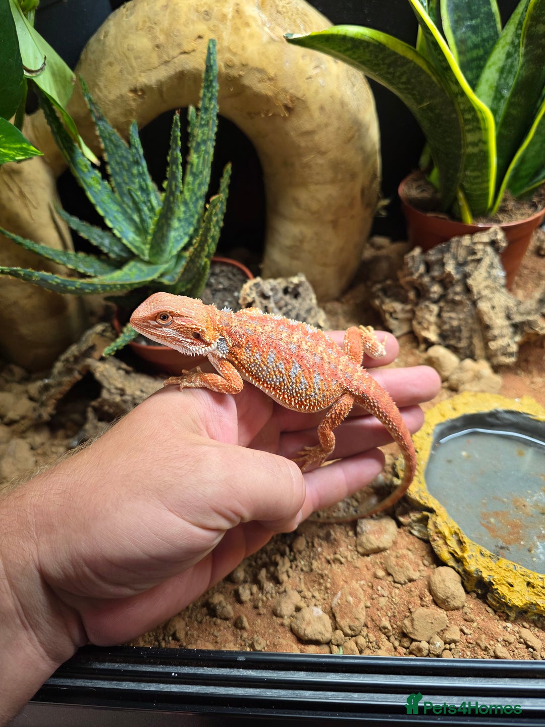 Bearded Dragon reptiles for sale: Beautiful juvenile Bearded dragon and set up. - Image 8