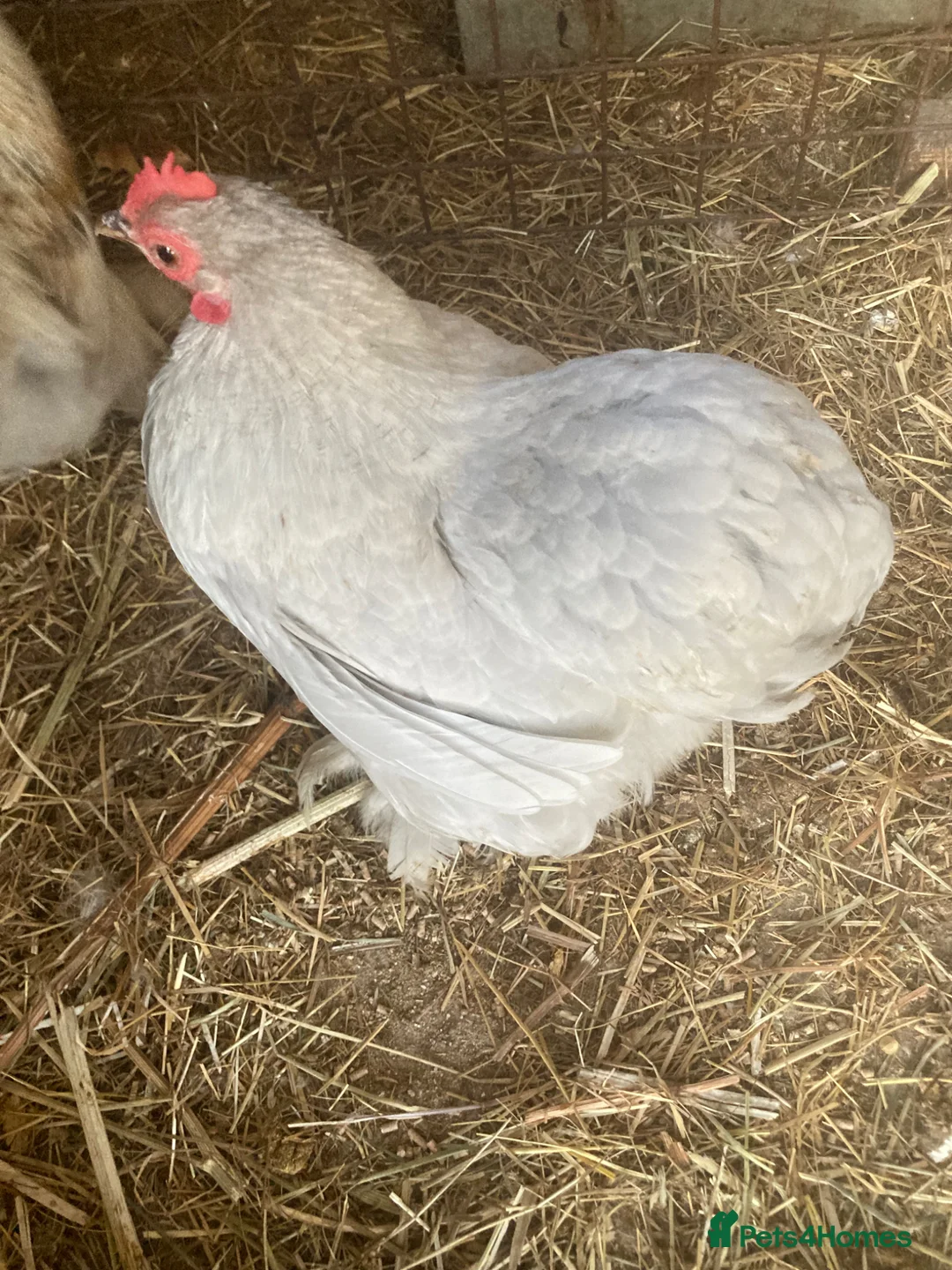 Chickens poultry for sale: Lavender Pekin bantam pullets (hens)  - Advert 2