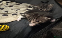 Domestic Shorthair cats for sale: Beautiful Litter of 4 Kittens - Image 6