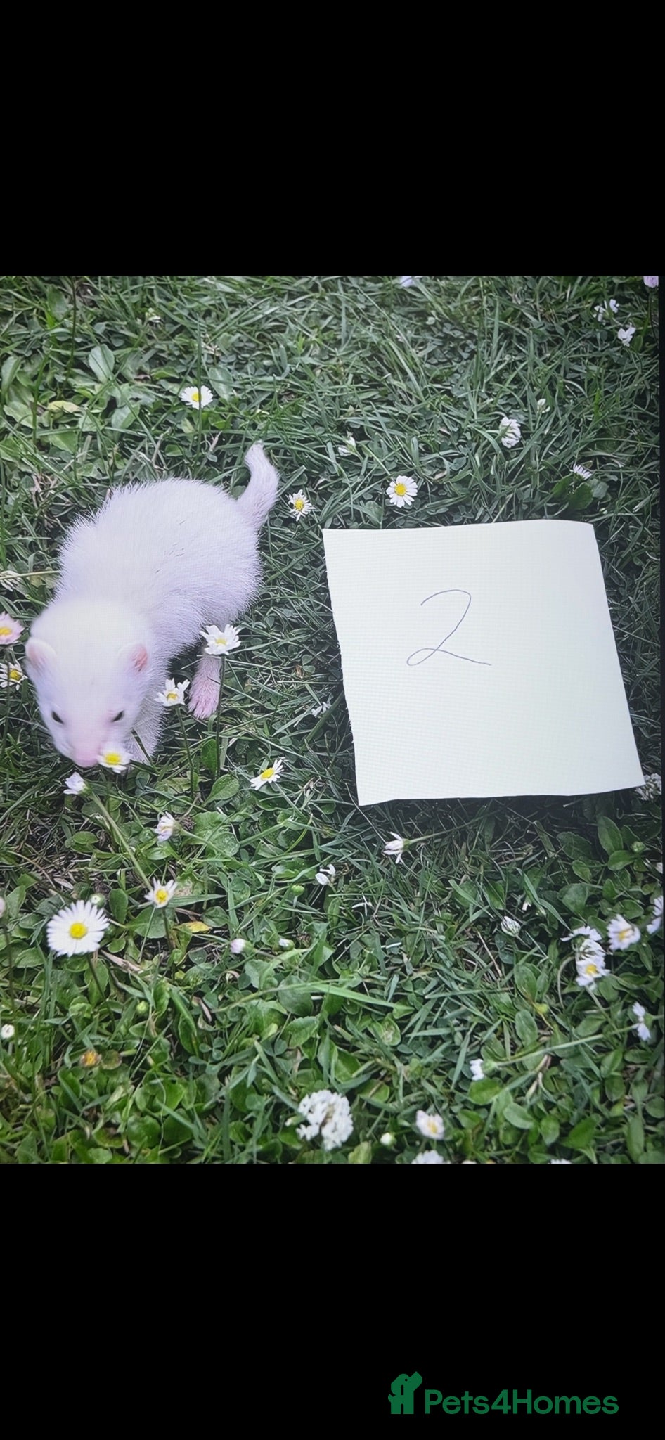 Ferret rodents £60 each Baby ferrets looking for forever homes🏡 - Advert 12