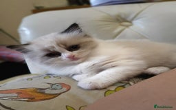 Ragdoll cats for sale: Three Ragdoll kittens - Image 21