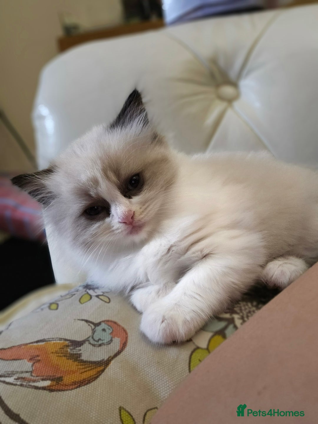 Ragdoll cats for sale: Three Ragdoll kittens - Image 21