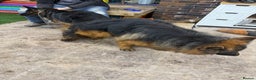 German Shepherd dogs for stud: Bear🤩kc reg proven long haired health tested stud - Advert 4