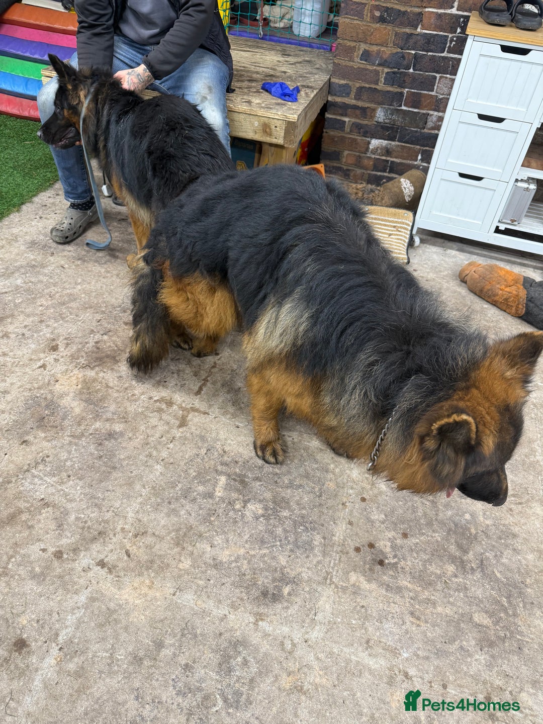 German Shepherd dogs for stud: Bear🤩kc reg proven long haired health tested stud - Advert 4