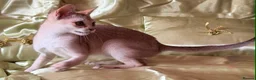 Singapura cats for sale: Rare Breed Singapura Kitten - Advert 14