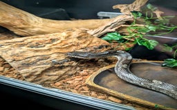 Rat Snake reptiles for sale: Black Rat Snake and 4ft Set Up - Image 2