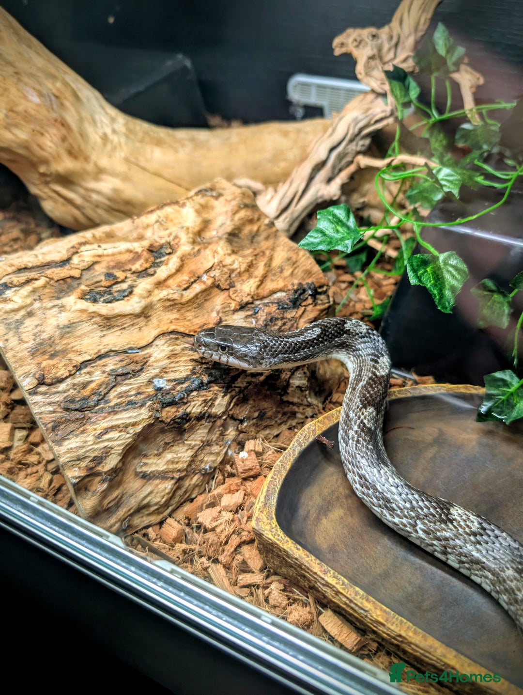 Rat Snake reptiles for sale: Black Rat Snake and 4ft Set Up - Image 2