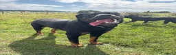 Rottweiler dogs for sale: Rehome in Clitheroe - Advert 2