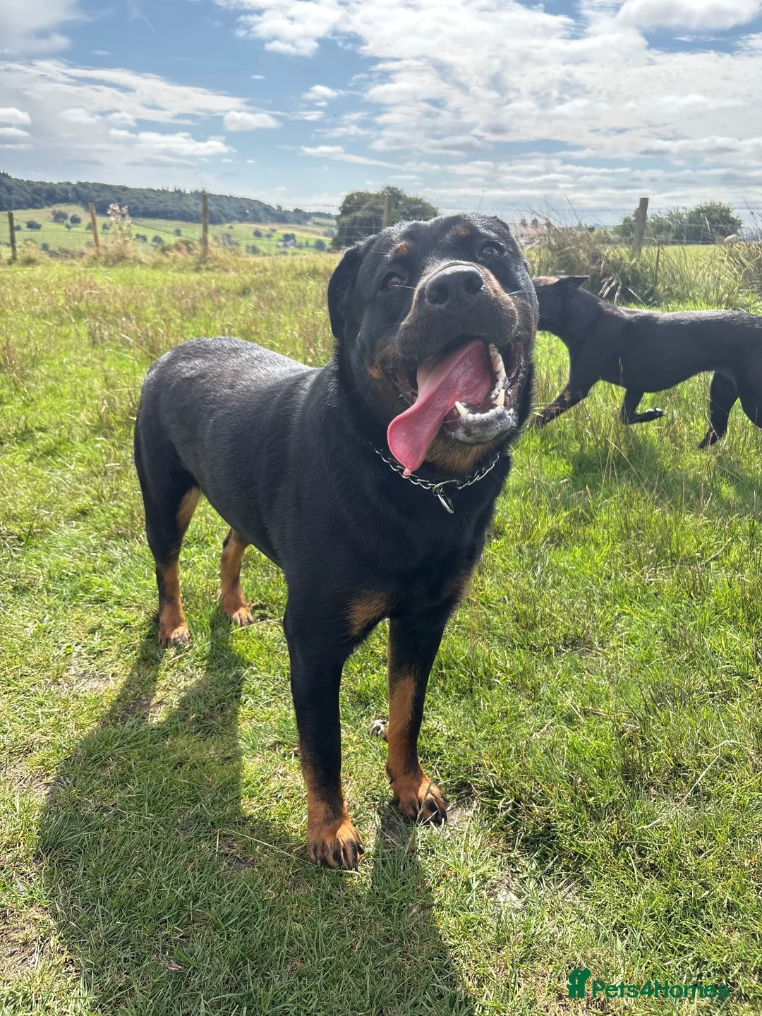 Rottweiler dogs for sale: Rehome in Clitheroe - Advert 2