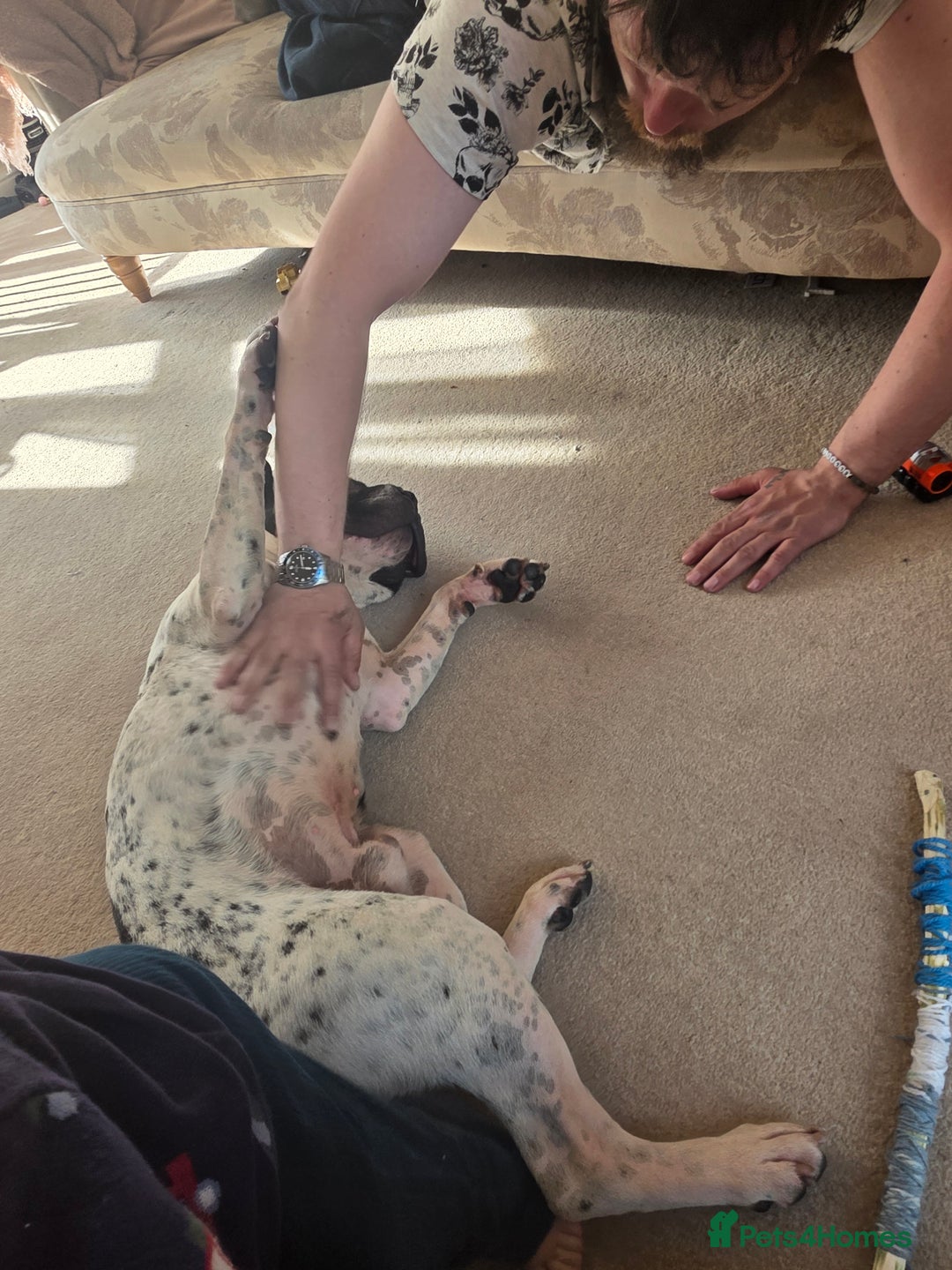 Mixed Breed dogs for sale: Sharpei cross breed - Advert 6