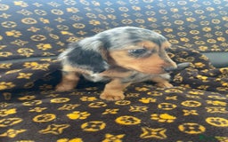 Miniature Dachshund dogs for sale: Miniature dachshund  - Image 14