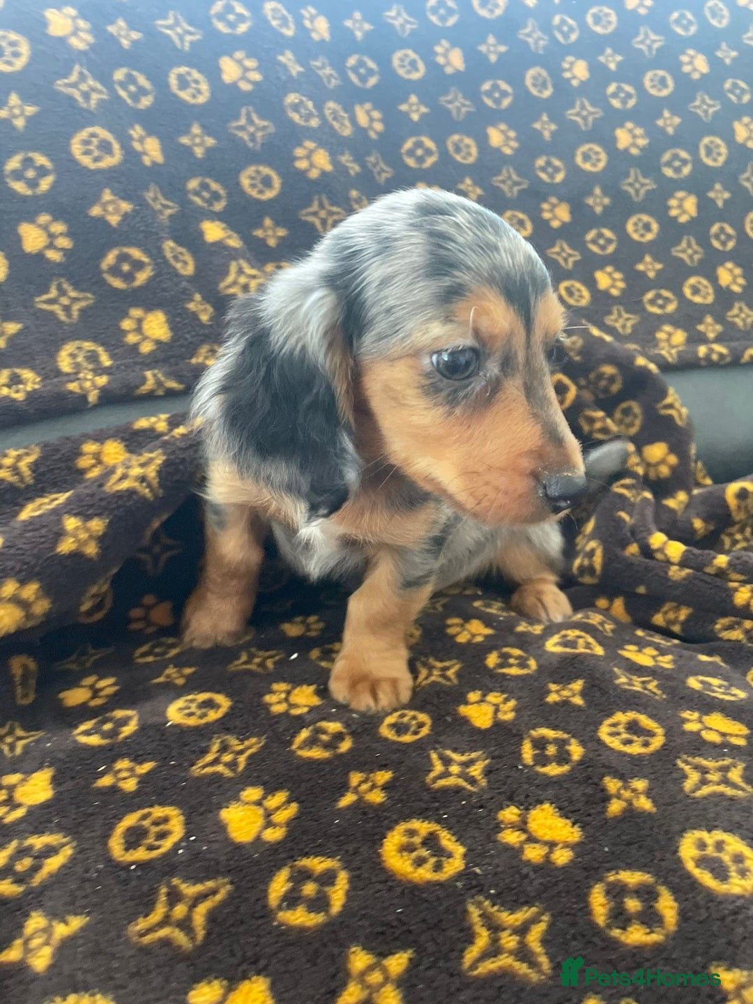 Miniature Dachshund dogs for sale: Miniature dachshund  - Image 14