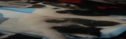 Mixed Breed cats for sale: beautiful kittens ready for adoption  - Advert 7