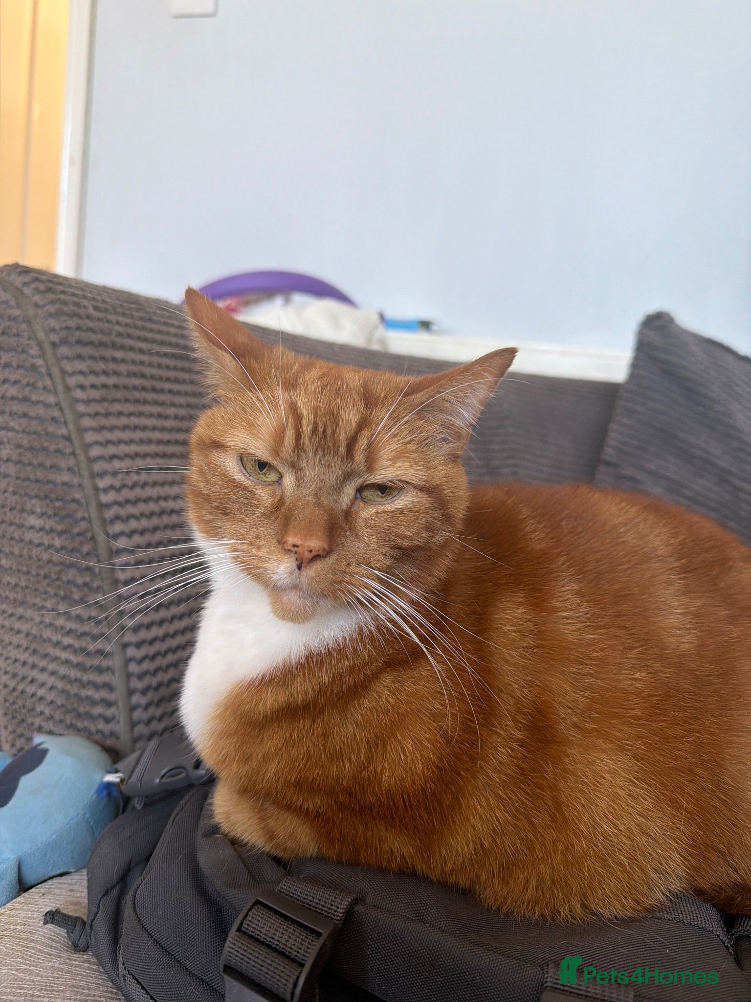 Mixed Breed cats Ernie 8 years old  - Advert 7
