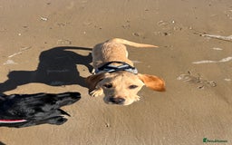 Labrador Retriever dogs for sale: 2 male Labrador puppy brothers  - Image 2