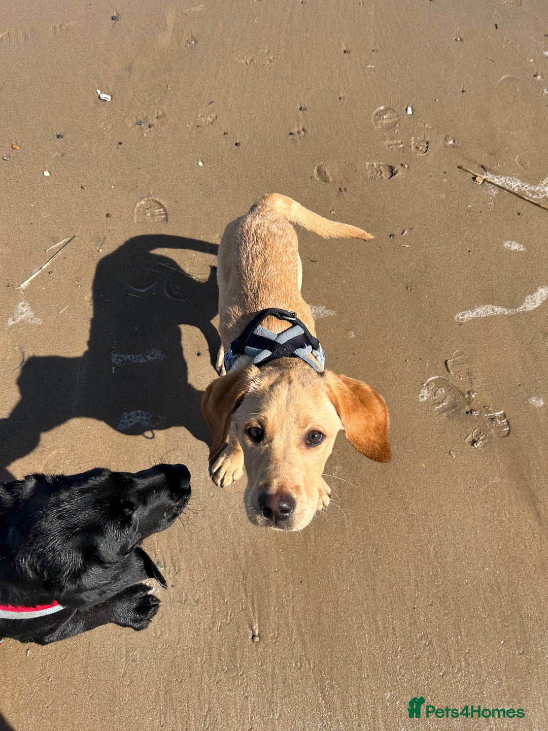 Labrador Retriever dogs for sale: 2 male Labrador puppy brothers  - Image 2