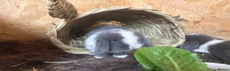 Mini Lop rabbits for sale: Pure bred miniature lop bunnies - Advert 2