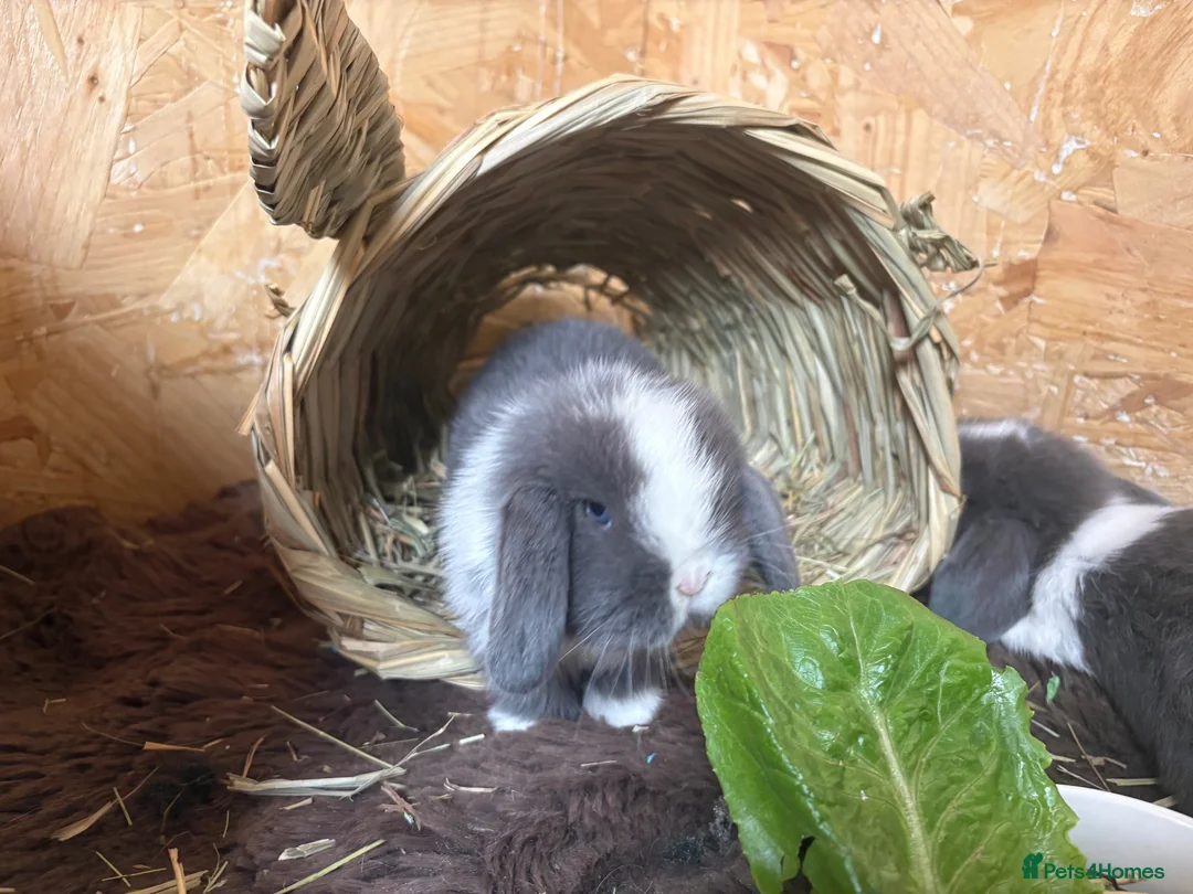 Mini Lop rabbits for sale: Pure bred miniature lop bunnies - Advert 2