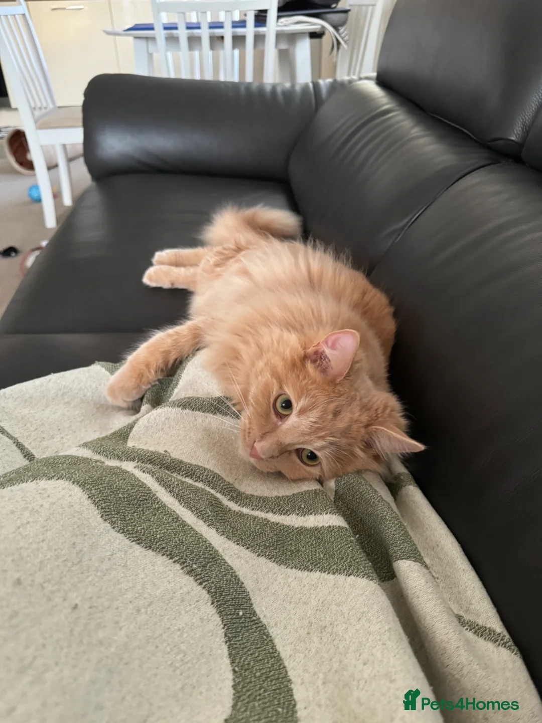 Ragdoll cats for sale: 3 yr old Ragdoll mix Boy - Advert 2