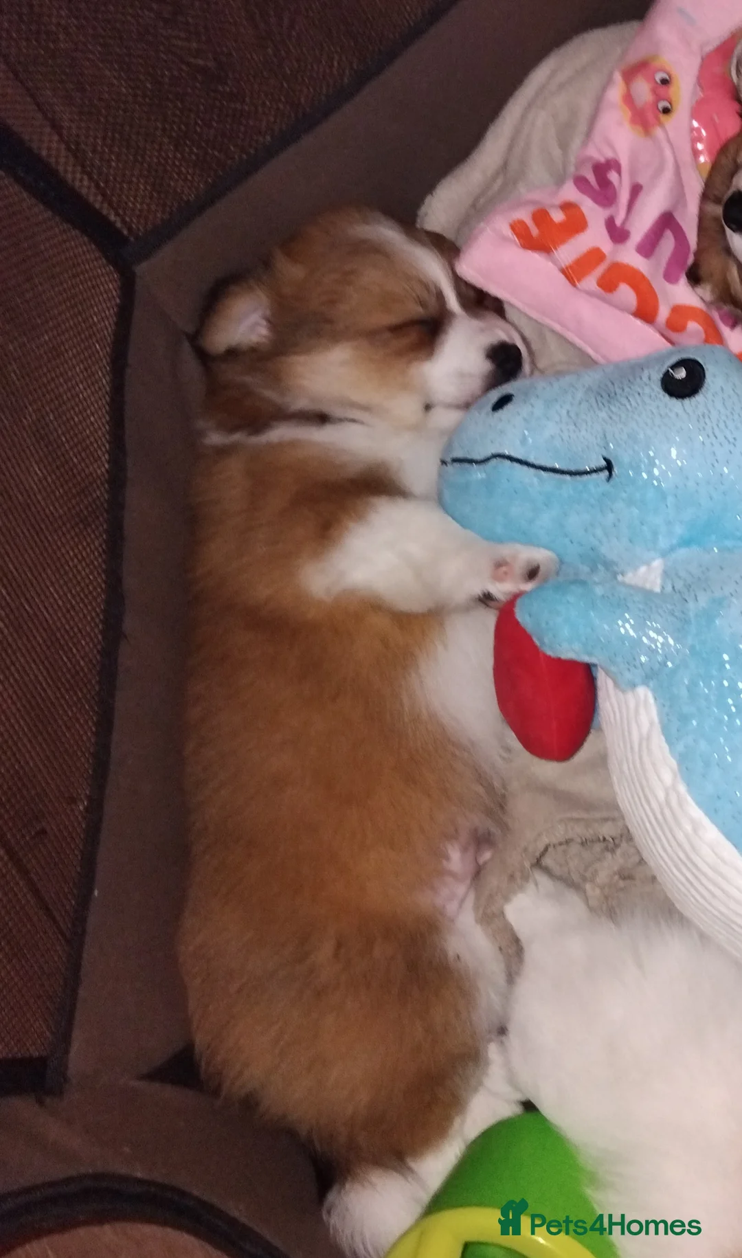 Gallery Image {{count}}