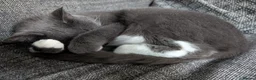 Mixed Breed cats for sale: Leo (grey and white adult male) - Advert 5