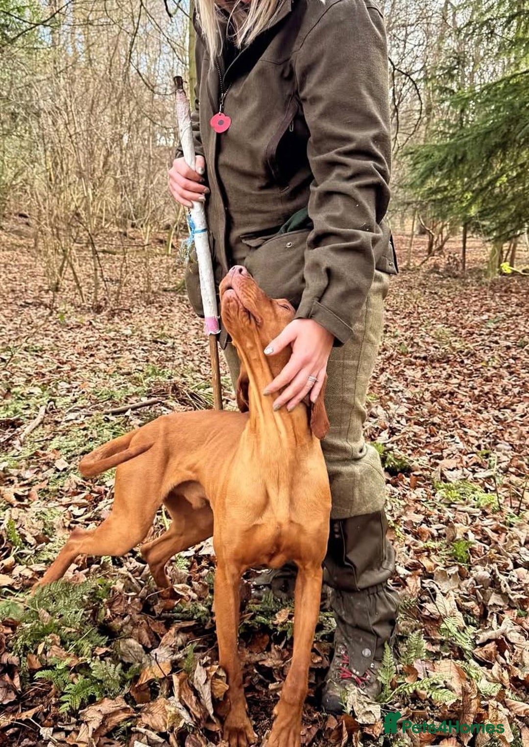Hungarian Vizsla dogs for sale: Kc registered  - Advert 6