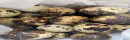 Quail poultry for sale: 12 Japanese Quail Hatching Eggs - mixed colour in Leeds - Advert 1