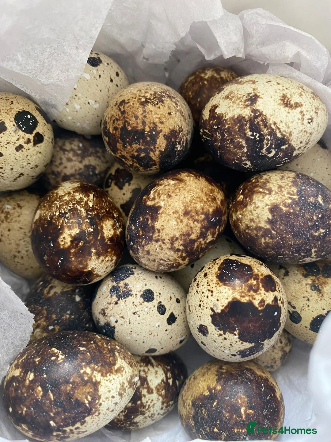 Quail poultry for sale: 12 Japanese Quail Hatching Eggs - mixed colour in Leeds - Advert 1