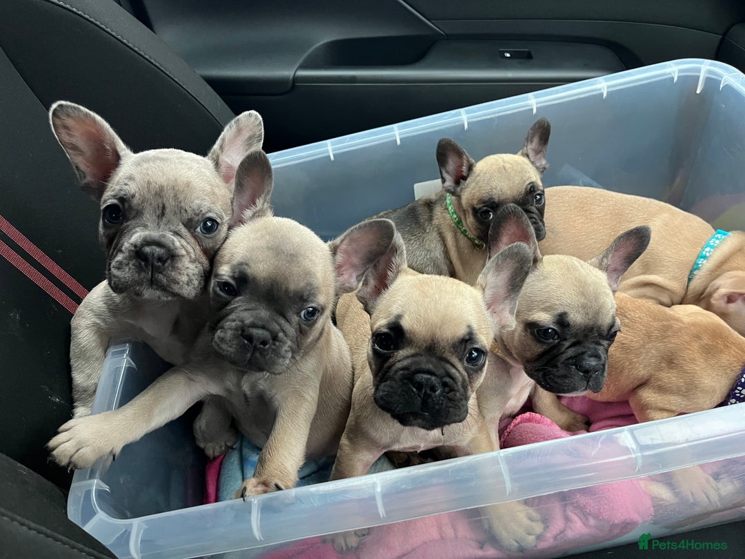 French Bulldog dogs for sale: French bulldog puppies - Advert 5