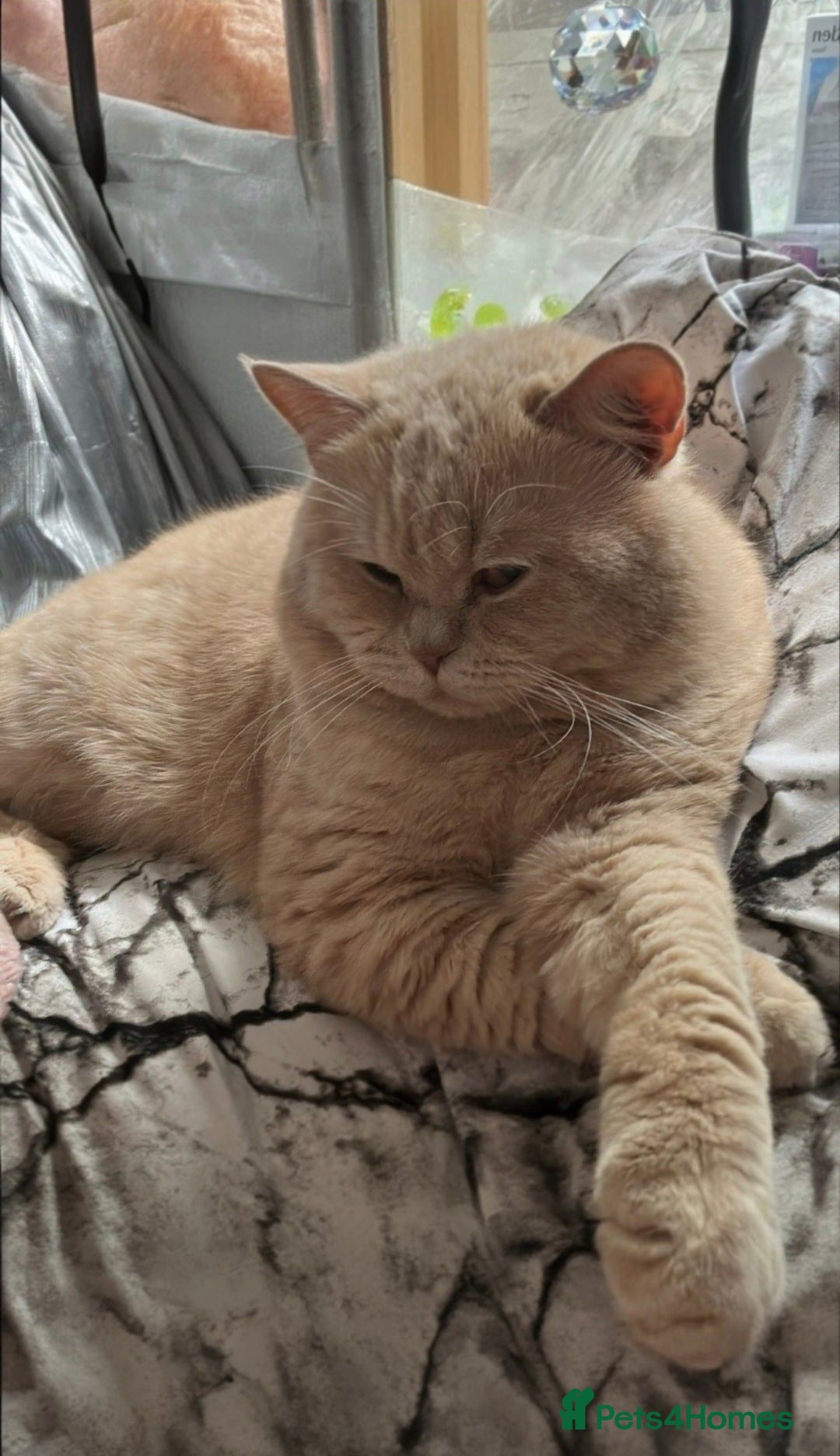 British Shorthair cats for sale: READY TO GO - Pedigree British Shorthair Kittens! - Image 5