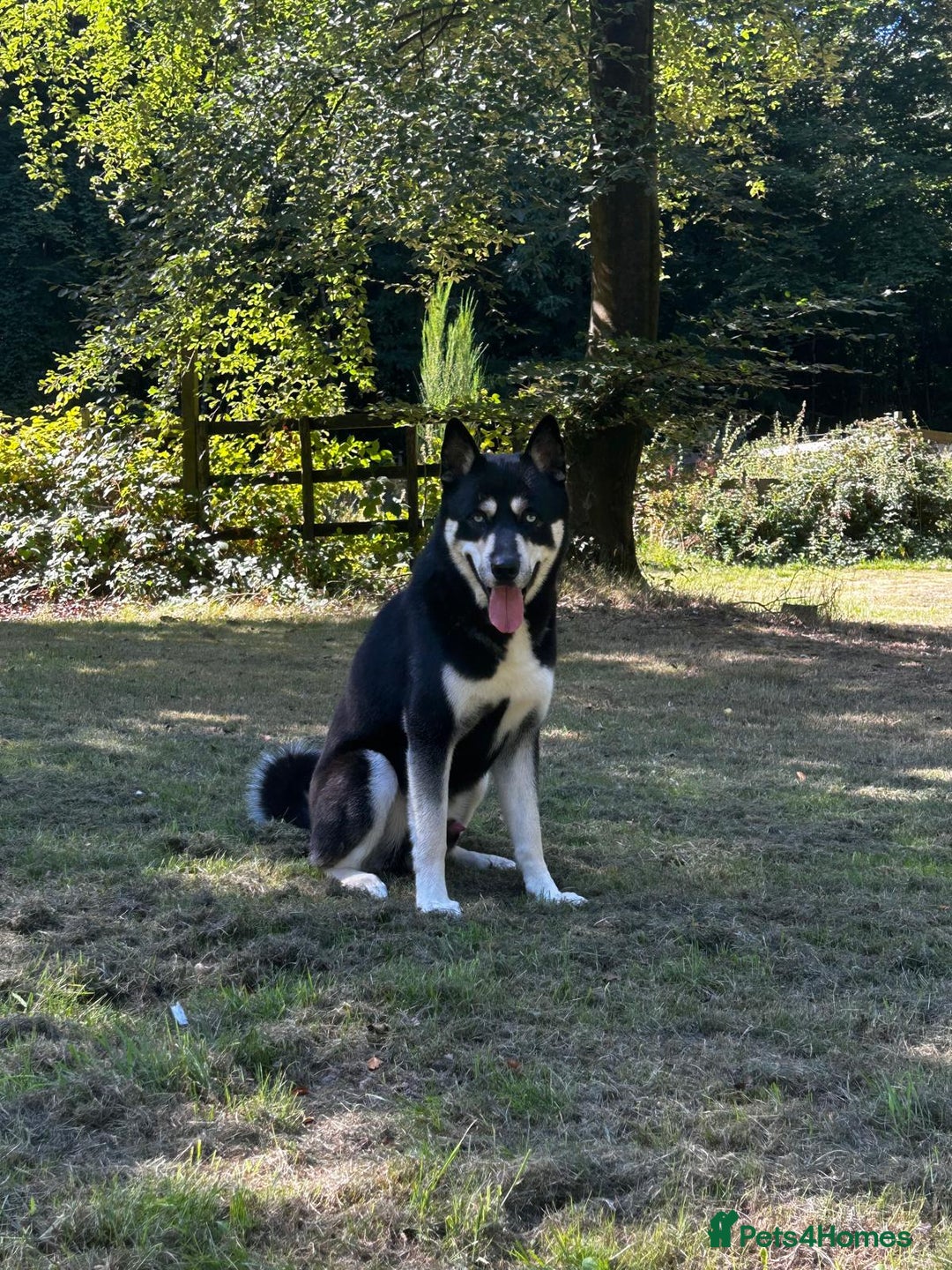 Siberian Husky dogs for stud: 🐺 Handsome Husky Stud Available 🐺 - Advert 3