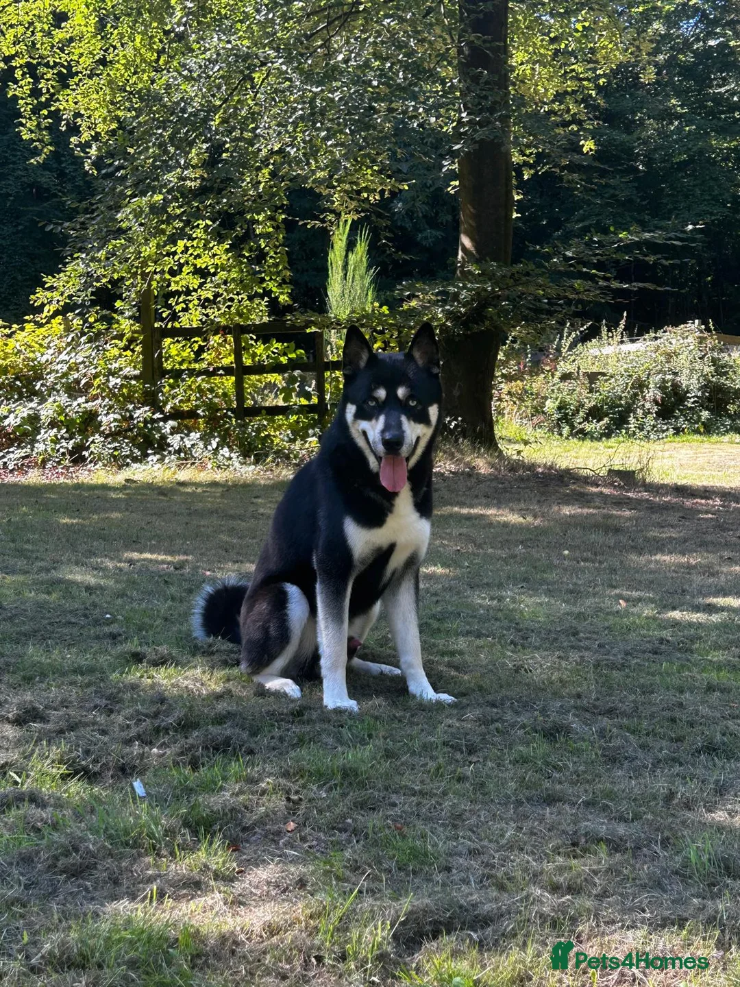 Siberian Husky dogs for stud: 🐺 Handsome Husky Stud Available 🐺 - Advert 3