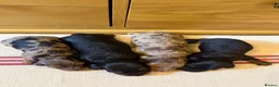 Miniature Dachshund dogs for sale: KC Long Haired Miniature Dachshund Puppies - Advert 16