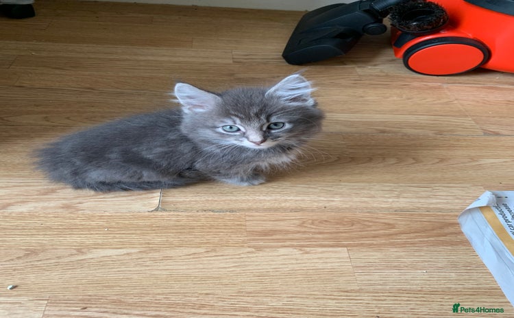 Mixed Breed cats - Advert 3