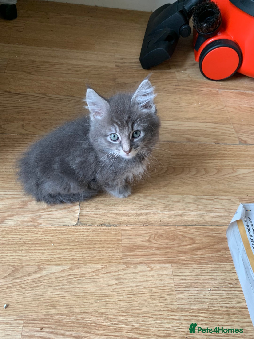 Mixed Breed cats for sale: 3 male 2 female kittens - Image 1