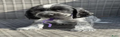Purple Collar