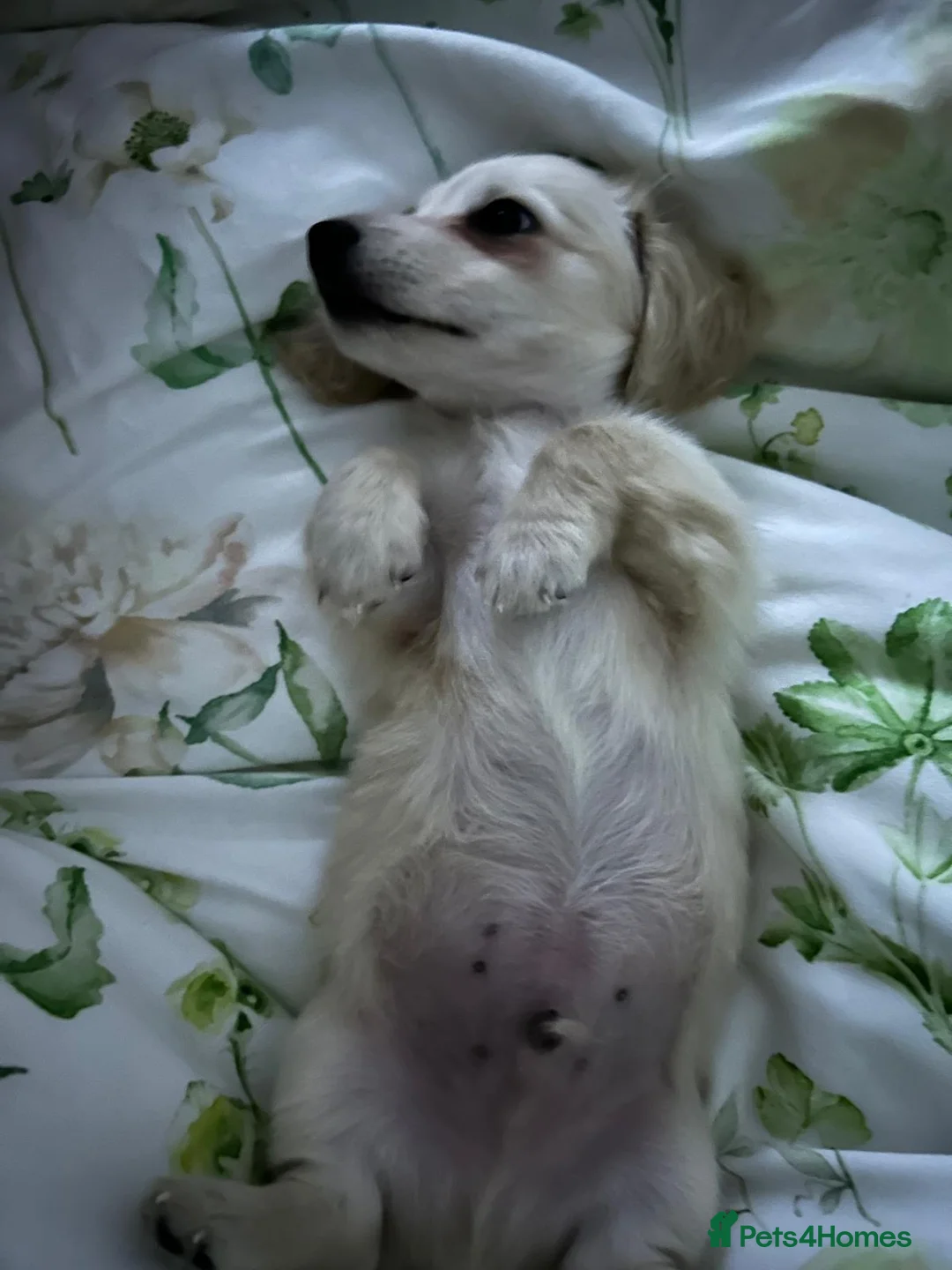 Miniature Dachshund dogs for sale: Cream miniature dachshund  - Advert 2