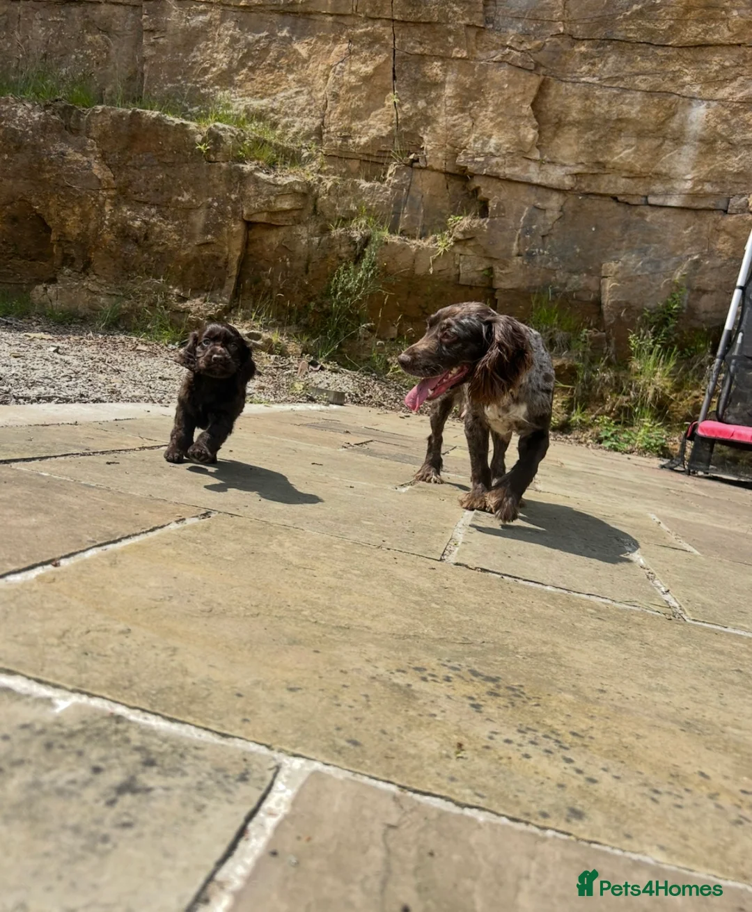 Cocker Spaniel dogs for sale: *LAST PUP*gorgeous chocolate cocker girl - Advert 13