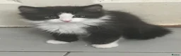 British Longhair cats for sale: British long hair + Turkish angora - Advert 7