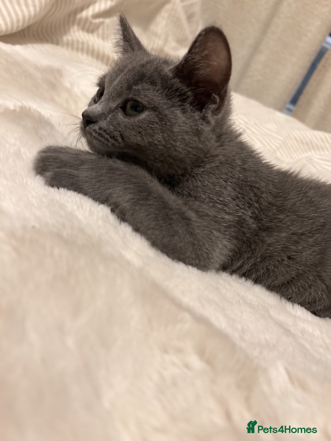 Mixed Breed cats Beautiful British short hair x Russian blue  - Advert 2