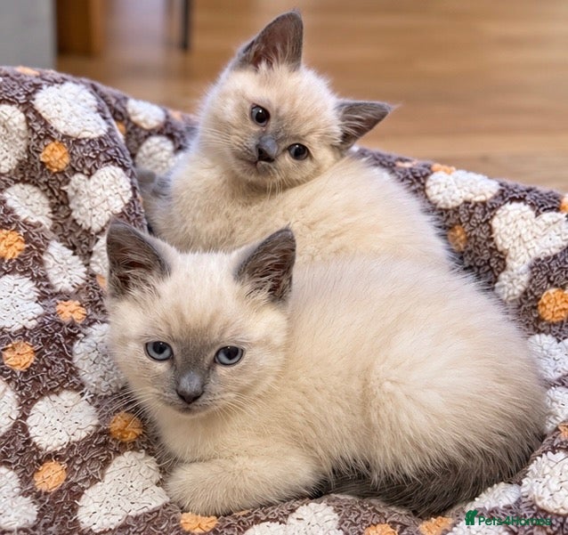 Ragdoll cats Gorgeous Ragdoll Kittens – Ready To Go!  - Advert 2