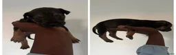 Mixed Breed dogs for sale: Malinois cross staffy  in London - Advert 7
