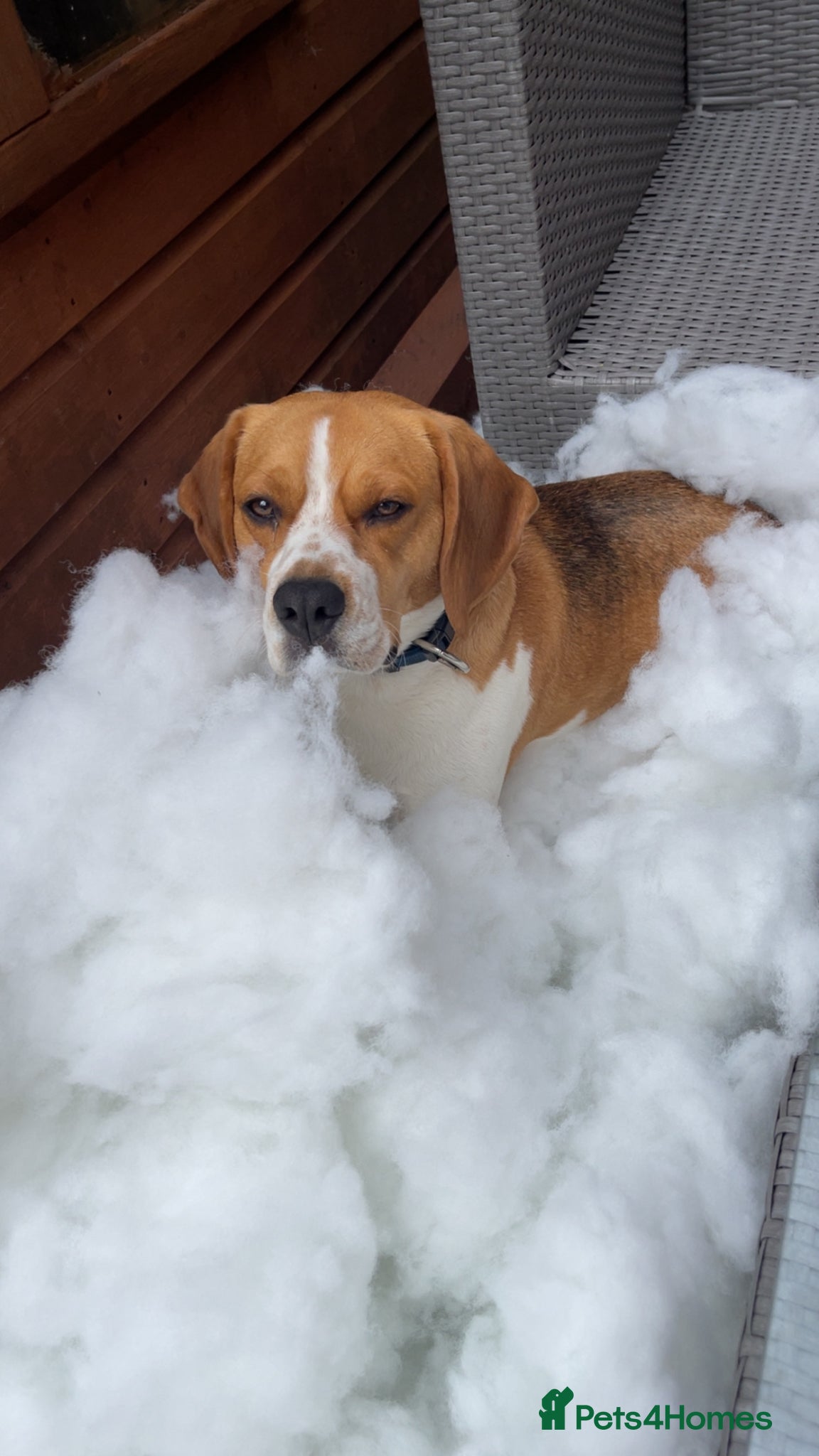 Beagle dogs Otis  - Advert 10