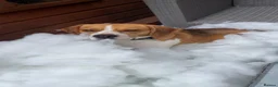 Beagle dogs for sale: Otis  - Advert 1