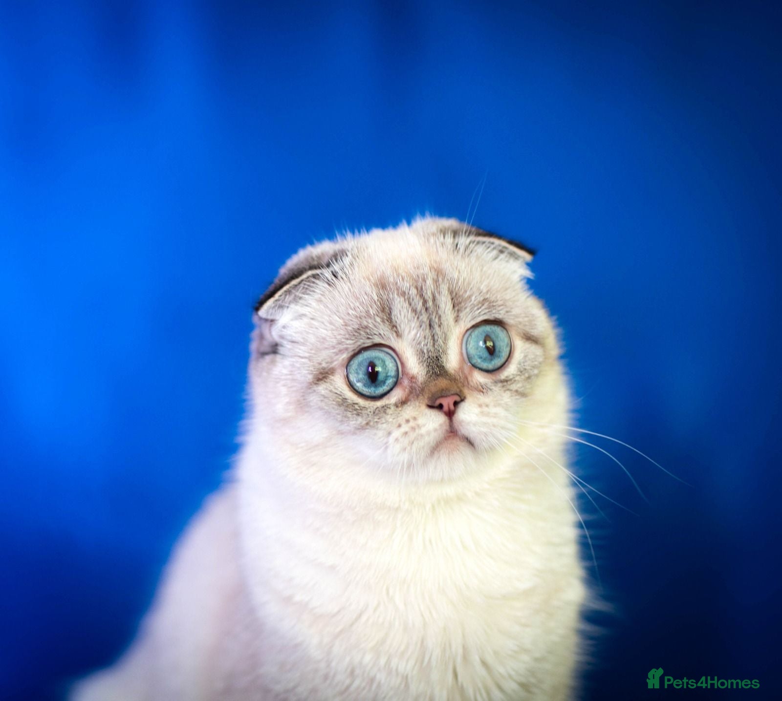 Scottish Fold cats  Hope 💙 Gentle Pedigree Female - Advert 8