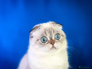 Scottish Fold cats Hope 💙 Gentle Pedigree Female - Advert 6