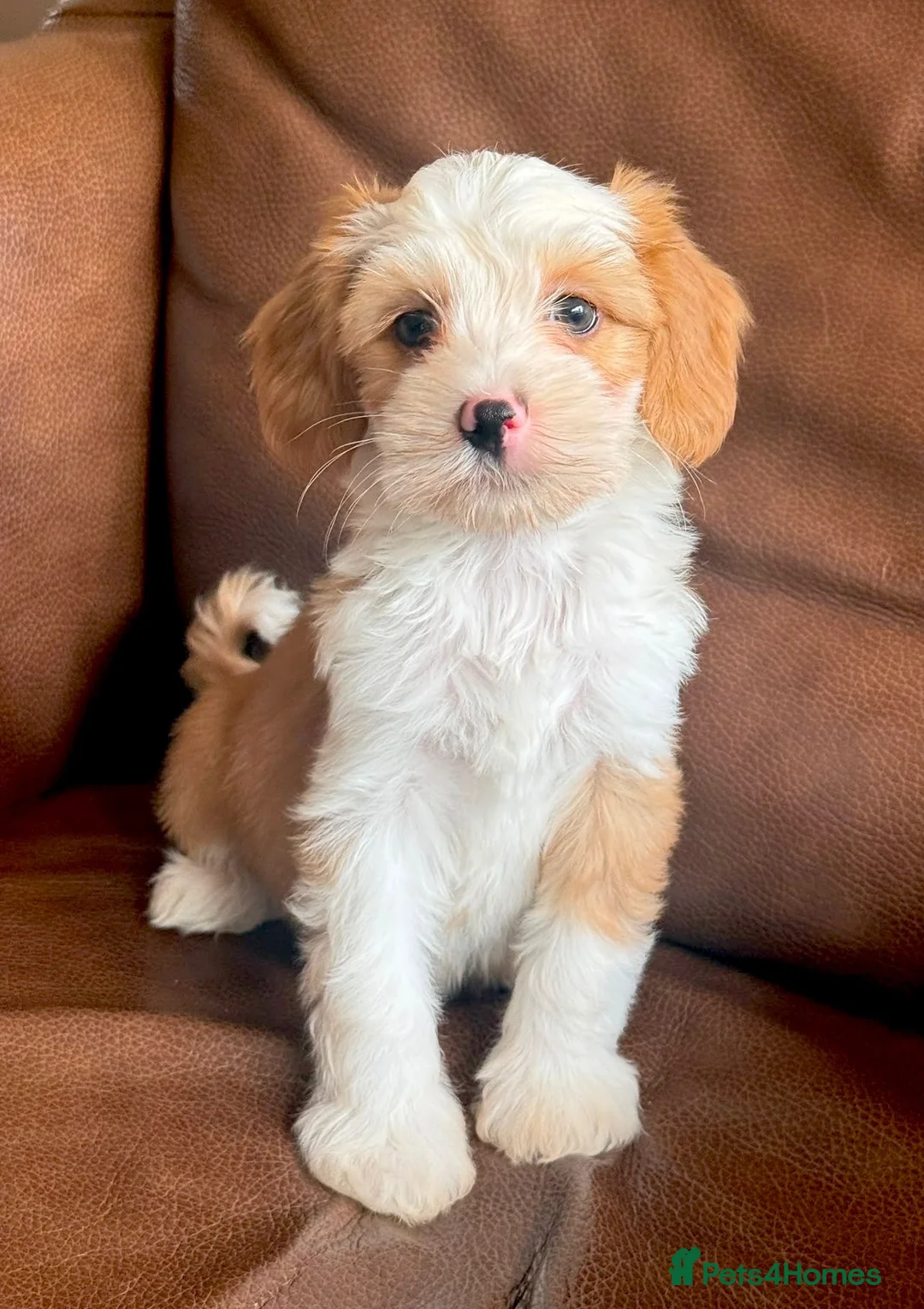 Tibetan Terrier dogs for sale: Beautiful Kc Registered Tibetan Terrier Puppies - Advert 2